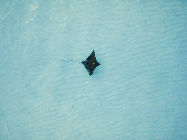 Sting ray or Manta ray swims in ocean on Maldives, above top down view