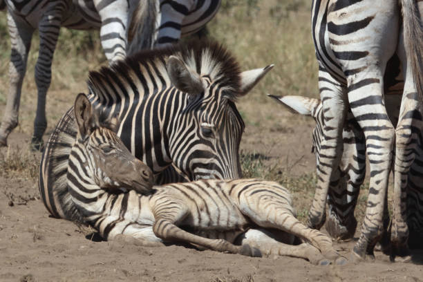 istock Steppenzebra / Burchell's zebra / Equus quagga burchellii 2194529485