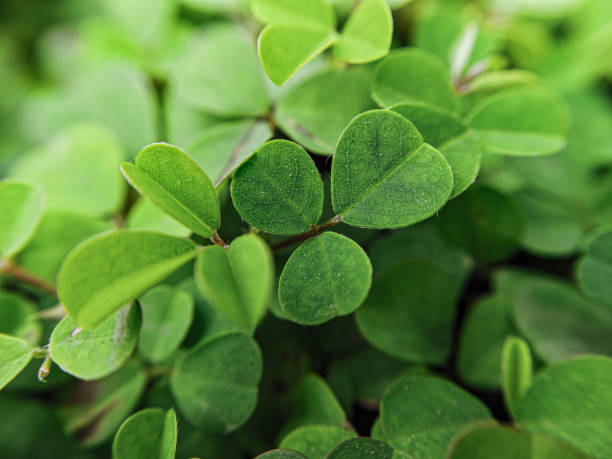 istock Small green leaves in close up 2194529782