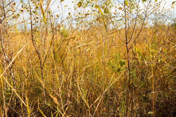 tall grass, reeds and young trees in marshy areas, undergrowth
