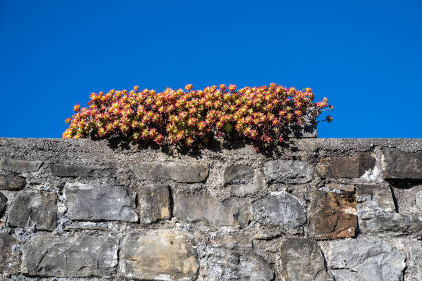 Detail shot of a surrounding wall with yellow flowers.