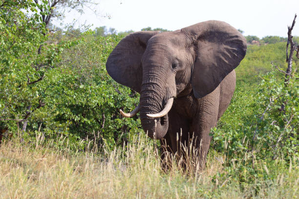 istock Afrikanischer Elefant / African elephant / Loxodonta africana 2194531890