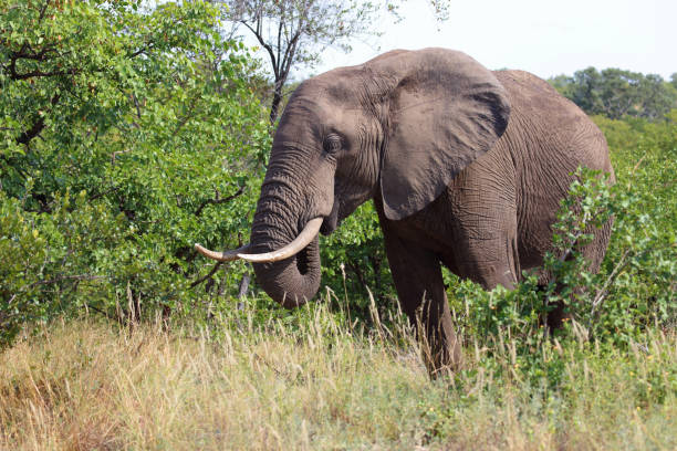 istock Afrikanischer Elefant / African elephant / Loxodonta africana 2194531923