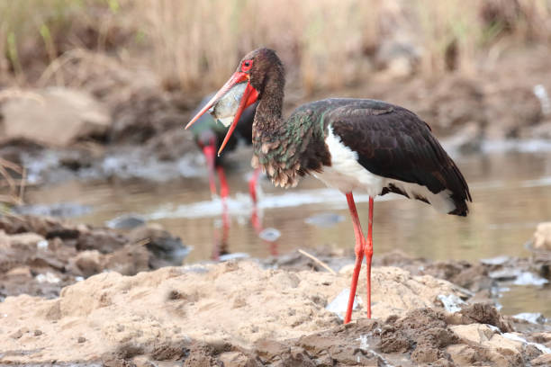 istock Schwarzstorch / Black Stork / Ciconia nigra 2194532005