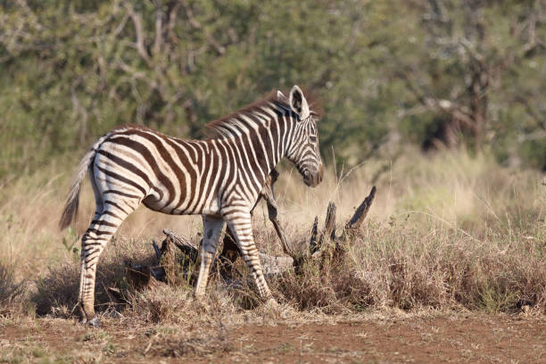 Steppenzebra / Burchell's zebra / Equus quagga burchellii