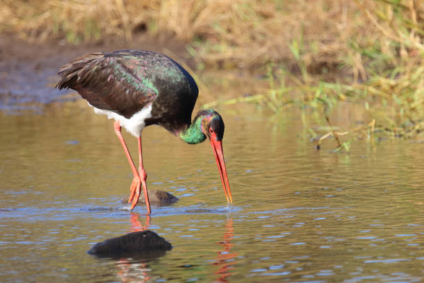 istock Schwarzstorch / Black Stork / Ciconia nigra 2194533560