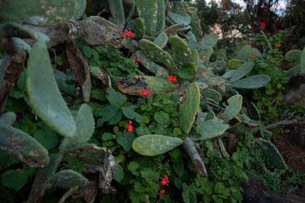 Exotic island succulent plants growing on Madeira. Close-up of cactus plant, highlighting its small red flowers amidst surrounding greenery in wild environment.