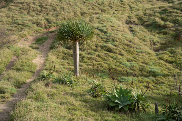 Hawaii of Europe. Scenic hillside view with Dragon tree, agave plants, winding path & lush green landscape on sunny day. The essence of tranquil Madeira nature.