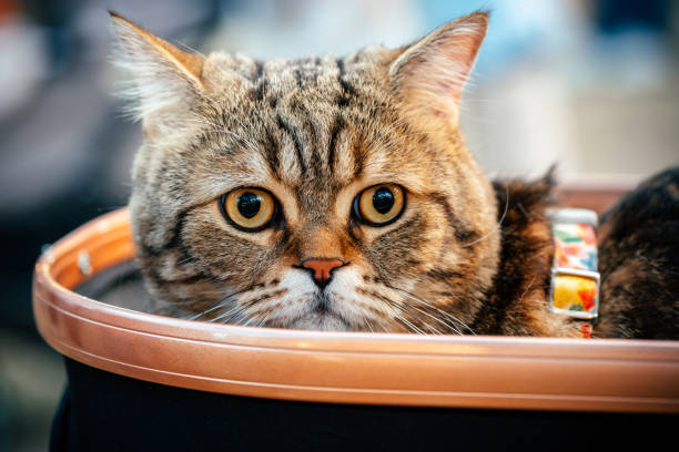 Close-up of young cat looking at camera