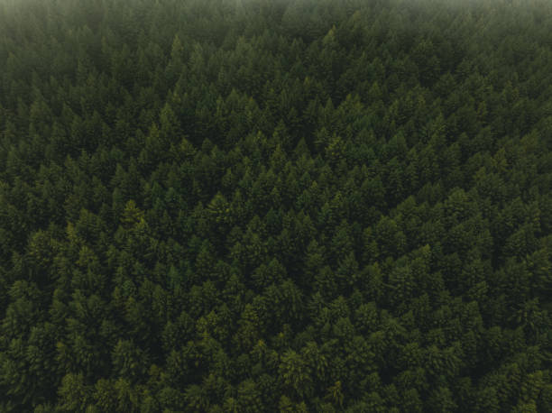istock Drone Point View of Green Trees and Forest 2194536765