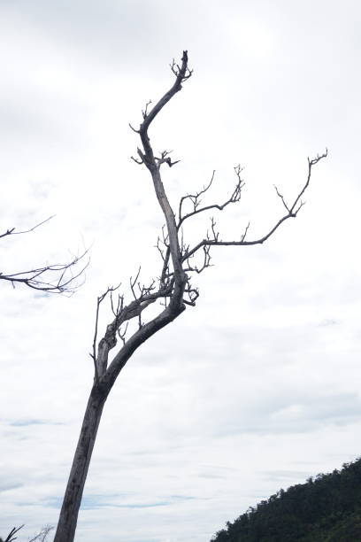 Dry tree branch on top of mountain