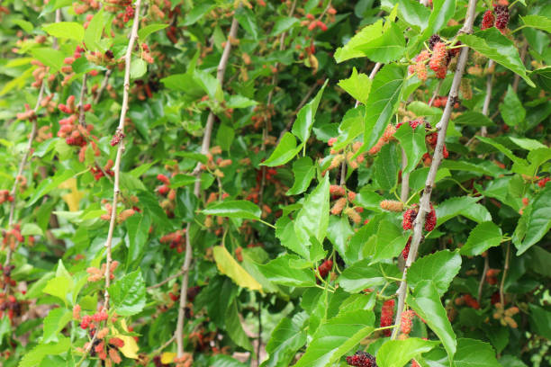 istock Luscious Mulberries Hanging Heavy on Branches 2194537877