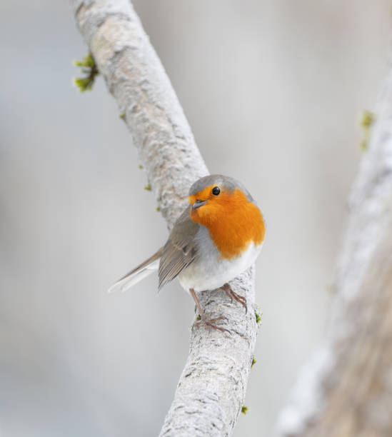 Robin bird in winter in the park