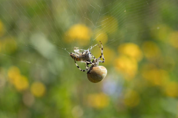European garden spider with a cought fly in the spider web