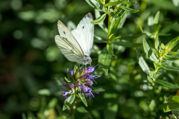 cabbage butterfly (pieris brassicae) sucking nectar from lavender flower in sunlight closeup