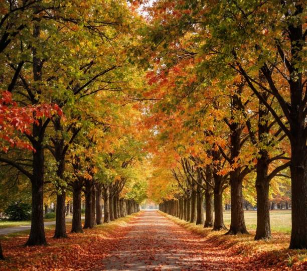 istock Autumn countryside road 2194541015