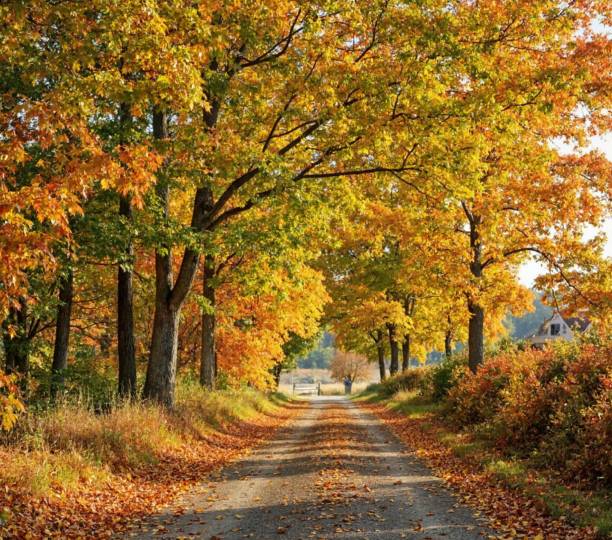 istock Autumn countryside road 2194541025