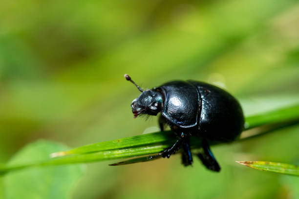 Dung beetle, Geotrupes stercorarius, climbing on grass with blurred green background, below view