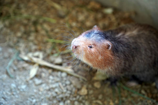 This adorable small rodent captures attention with its soft fur and curious expression. Perfect for nature lovers and wildlife photography enthusiasts.