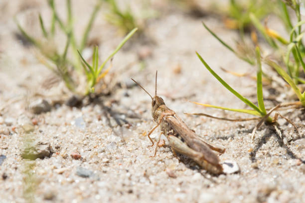 green grasshopper sitting on sand a hot summer day back view