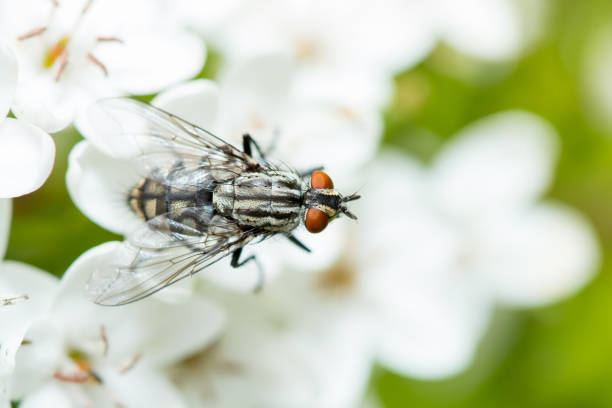 sarcophaga crassipalpis fly closeup on white flower