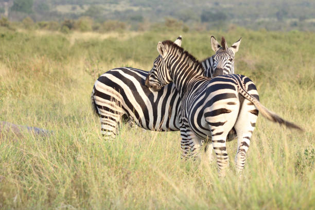 istock Steppenzebra / Burchell's zebra / Equus quagga burchellii 2194543969