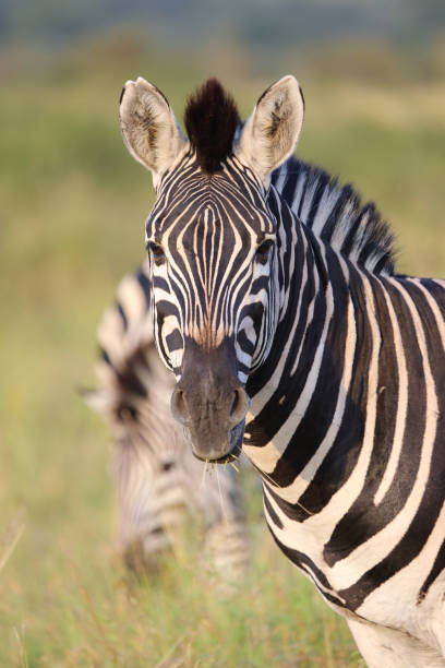 istock Steppenzebra / Burchell's zebra / Equus quagga burchellii 2194543982