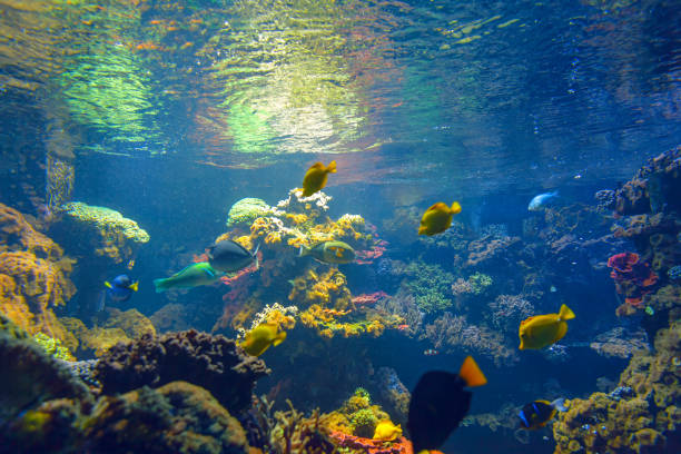 istock Vibrant aquarium filled with various colorful fish 2194544108