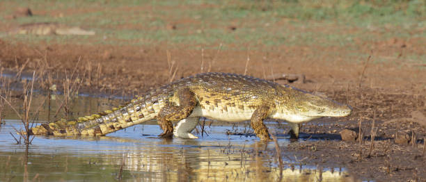 istock Nilkrokodil / Nile crocodile / Crocodylus niloticus 2194545565