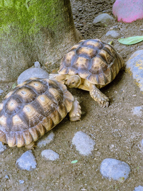 istock Two Tortoises Resting on a Natural Rock and Soil Habitat 2194546373