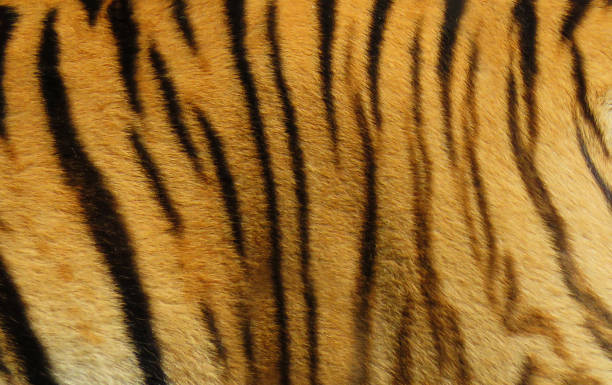 istock Tiger skin texture background. Bold and striking tiger stripes captured up close, highlighting the mesmerizing natural patterns of this iconic big cat's fur. 2194546550
