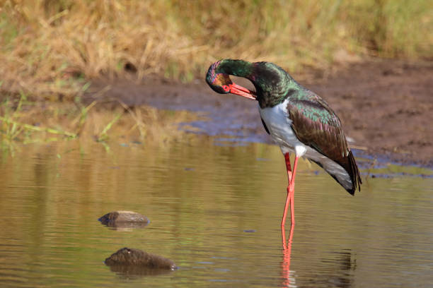 istock Schwarzstorch / Black Stork / Ciconia nigra 2194548117