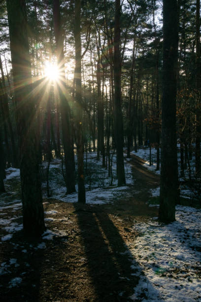 istock sun rays in winter forest landscape in NRW 2194548148