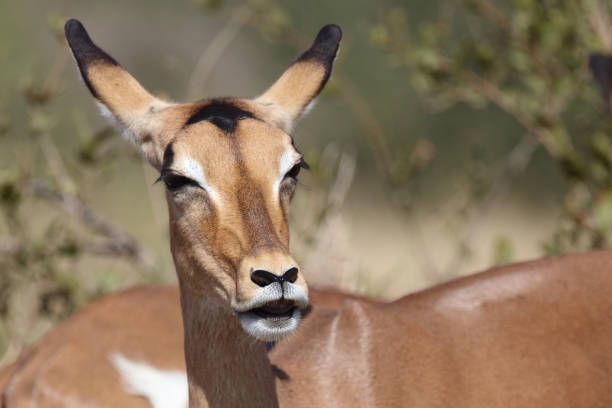 istock Schwarzfersenantilope / Impala / Aepyceros melampus 2194548175