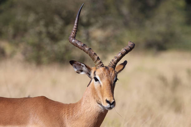 istock Schwarzfersenantilope / Impala / Aepyceros melampus 2194548419