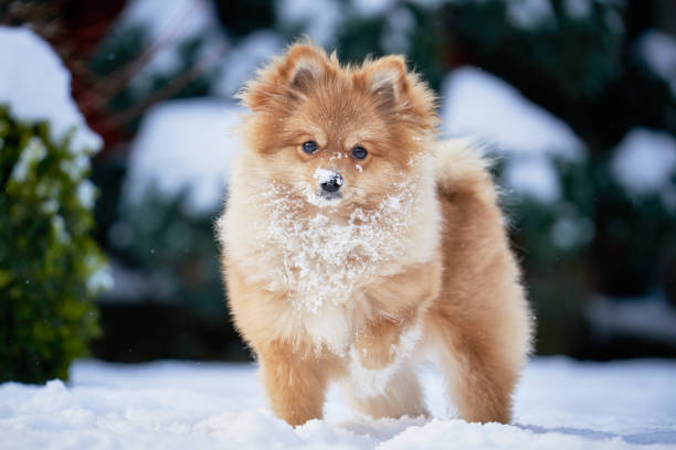 Cute Pomeranian Running Through Snowy Terrain with Joy and Energy