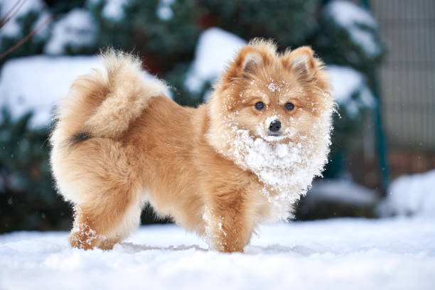 istock Cute Pomeranian Running Through Snowy Terrain with Joy and Energy 2194548570