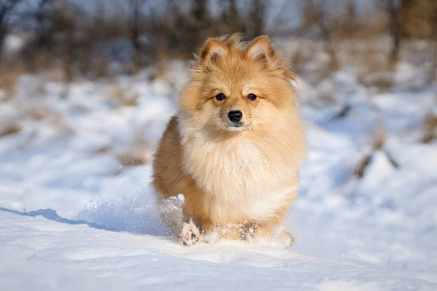 istock Cute Pomeranian Running Through Snowy Terrain with Joy and Energy 2194548574