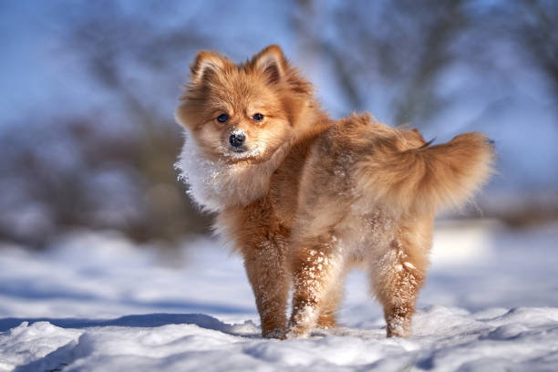 istock Cute Pomeranian Running Through Snowy Terrain with Joy and Energy 2194548604