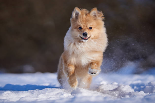 istock Cute Pomeranian Running Through Snowy Terrain with Joy and Energy 2194548624