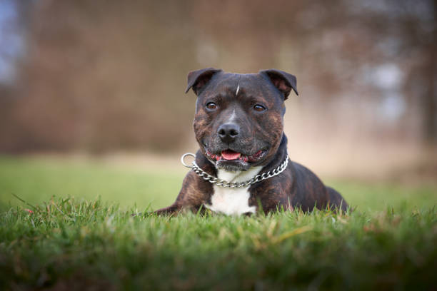 istock Staffordshire Bull Terrier Outdoors in a Natural Setting 2194548695
