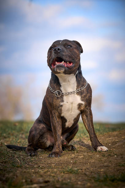 istock Staffordshire Bull Terrier Outdoors in a Natural Setting 2194548713