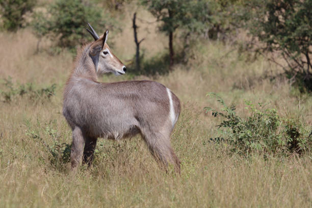 Wasserbock / Waterbuck / Kobus ellipsiprymnus