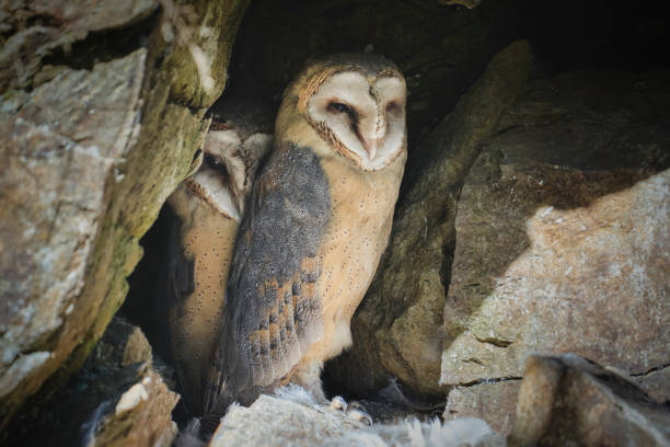 Two Beautiful Barn owls (Tyto alba) on a branch. One barn owl has caught a mouse (prey). Noord Brabant in the Netherlands. Blue sky background.