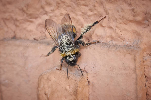 A macro photograph capturing a fly heavily dusted with pollen, resting on a brick surface, exemplifying nature's pollination process.