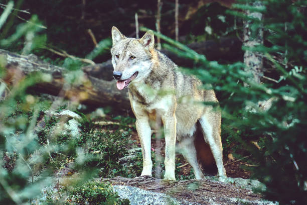 istock Wild Wolf Standing in Forested Area Surrounded by Lush Greenery 2194548887
