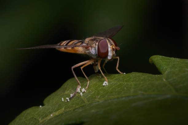 istock Close-Up of Hoverfly Standing on Leaf with Eggs in Natural Environment 2194548948