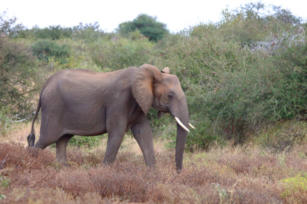 istock Afrikanischer Elefant / African elephant / Loxodonta africana 2194549157
