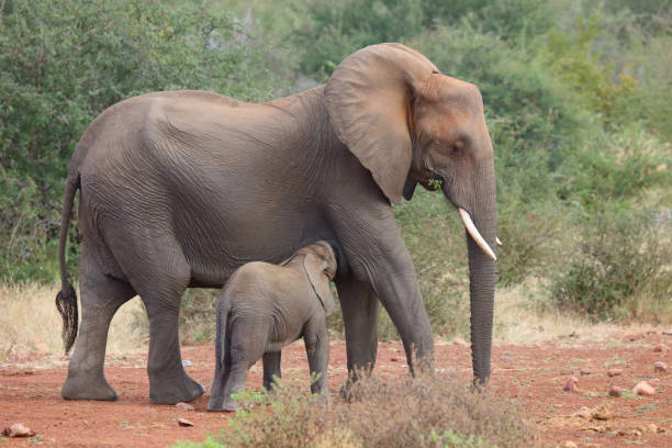 istock Afrikanischer Elefant / African elephant / Loxodonta africana 2194549158