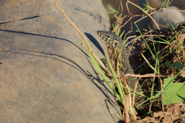 Nilwaran / Nile monitor / Varanus niloticus